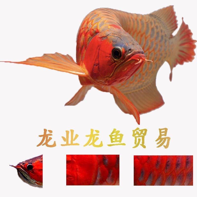 龙业龙鱼贸易（康少颖）