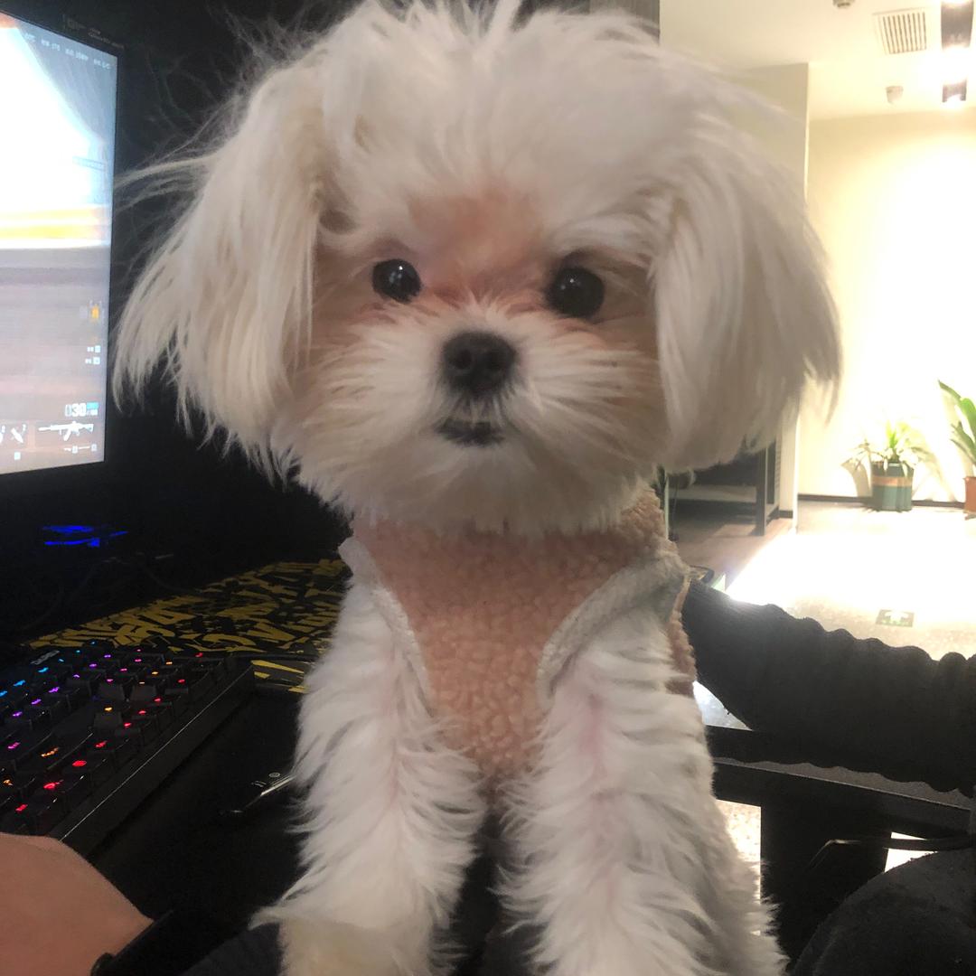 皮卡（三角洲行动）