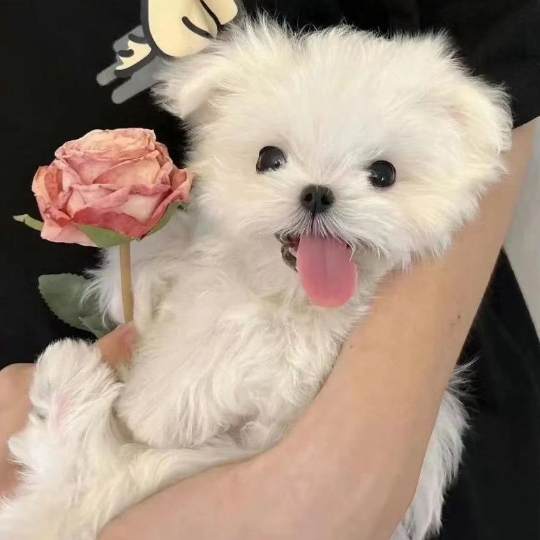 鱼要好好吃饭🍅