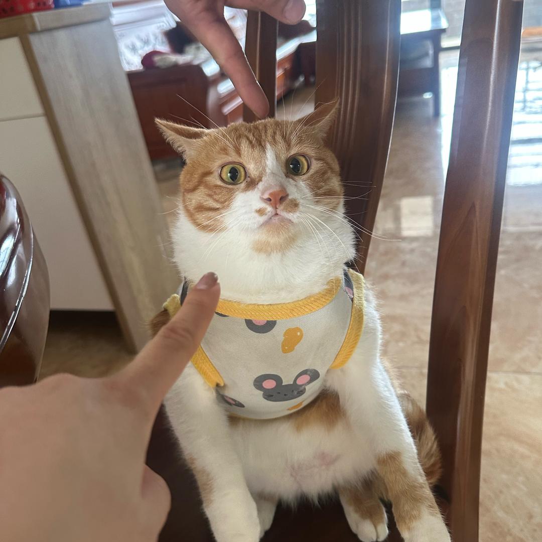 🍨我会越来越富有