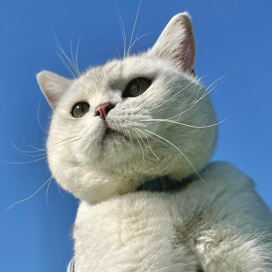 关于那只猫