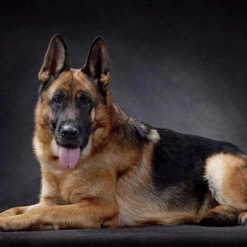 诚信养牧以德养犬