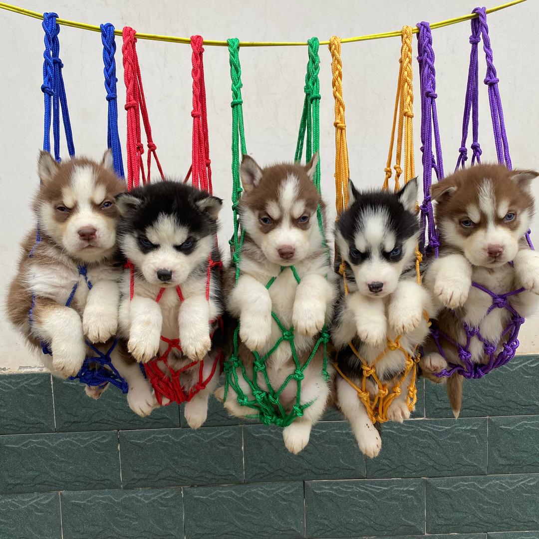 河南省 汝州市 旺财犬舍