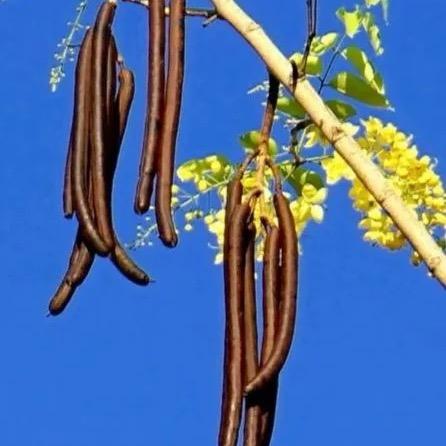 洋洋知识分享🎵