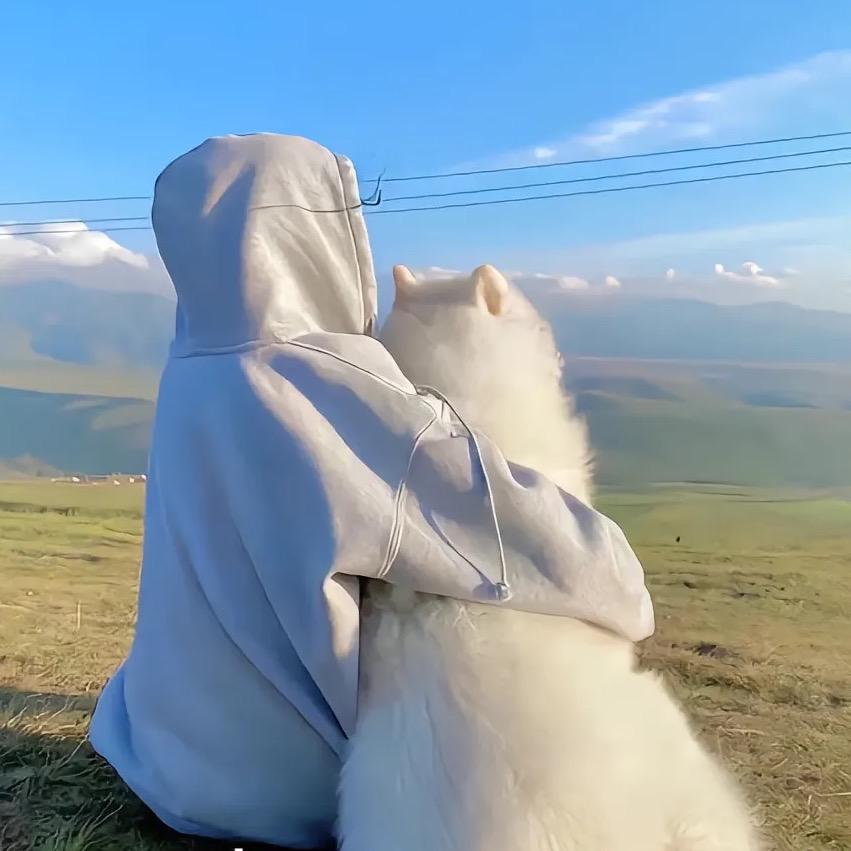 小白萨摩耶