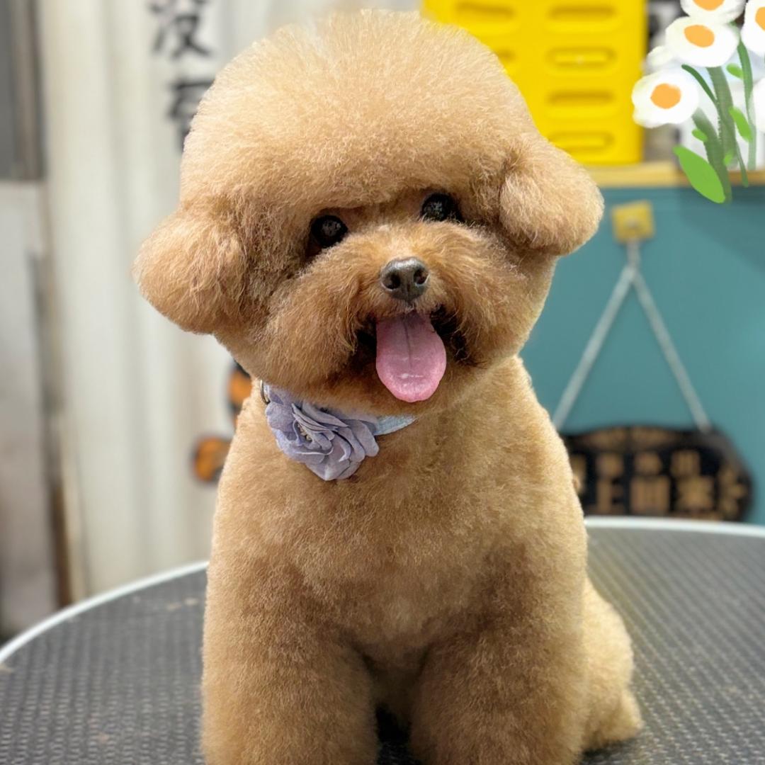 哈基米宠物生活馆