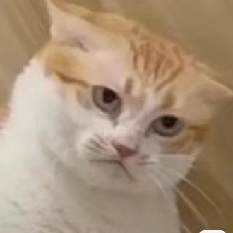 哈哈又在吃