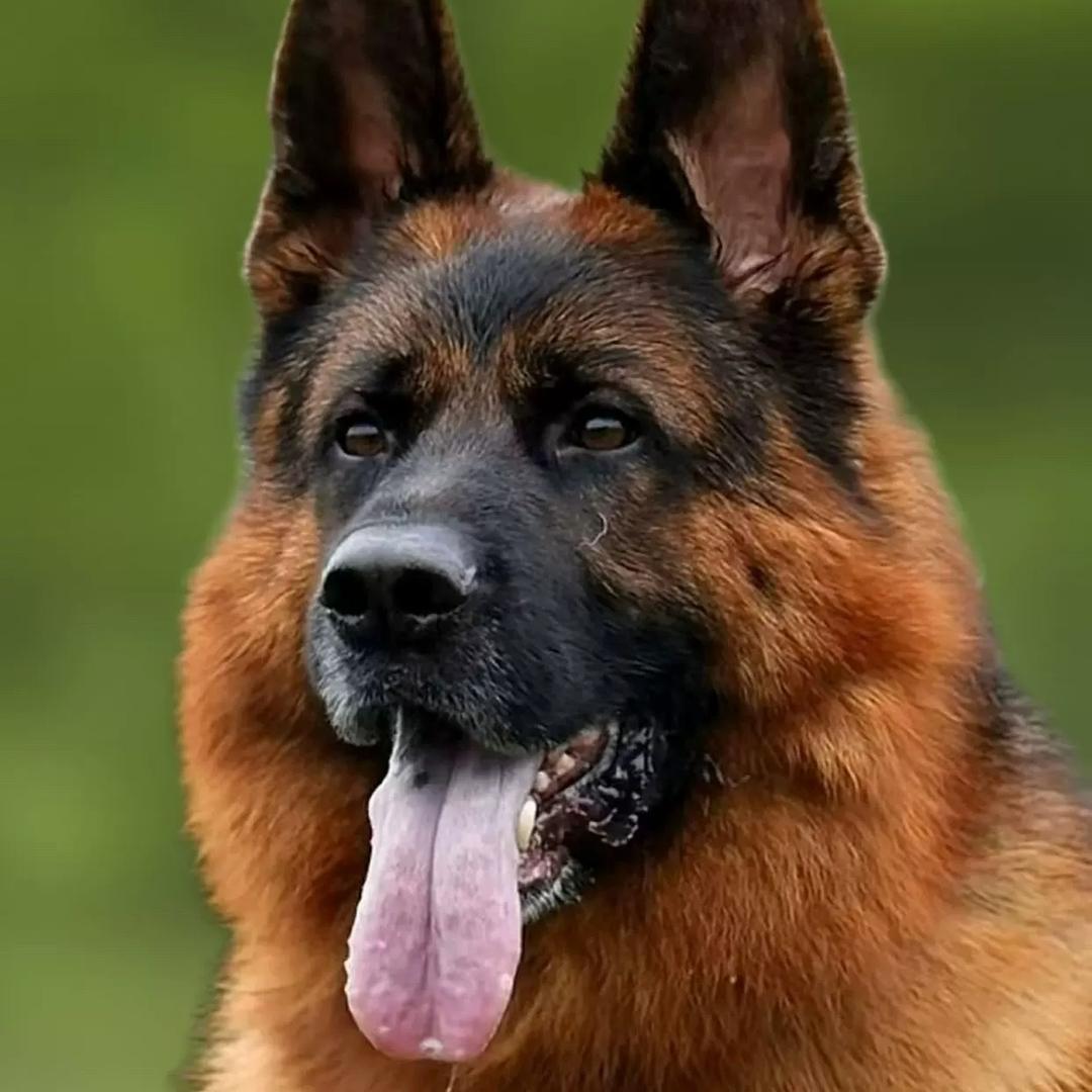 小跑犬舍(血统德牧)