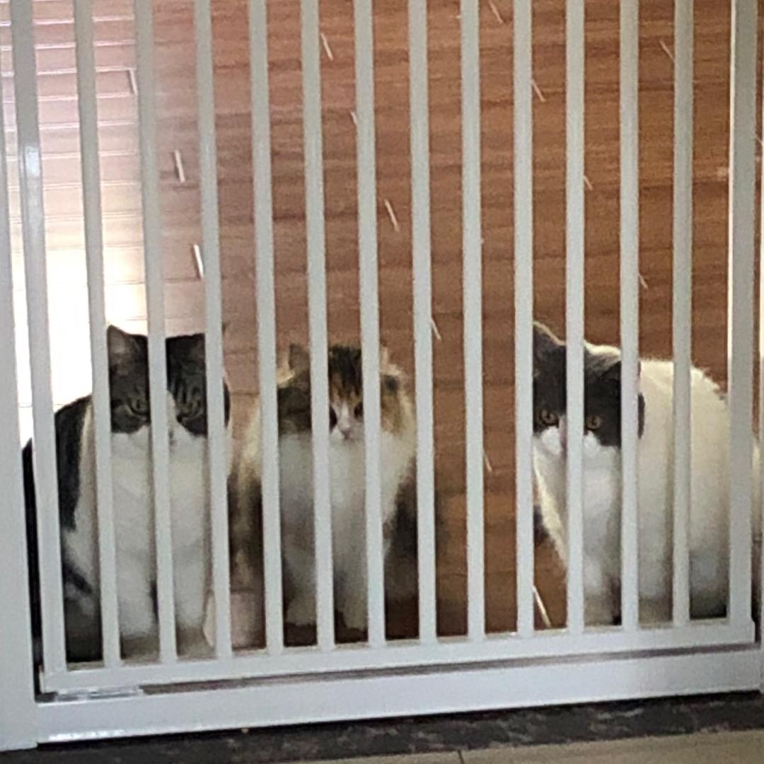 小新，阿呆，妮妮，小葵