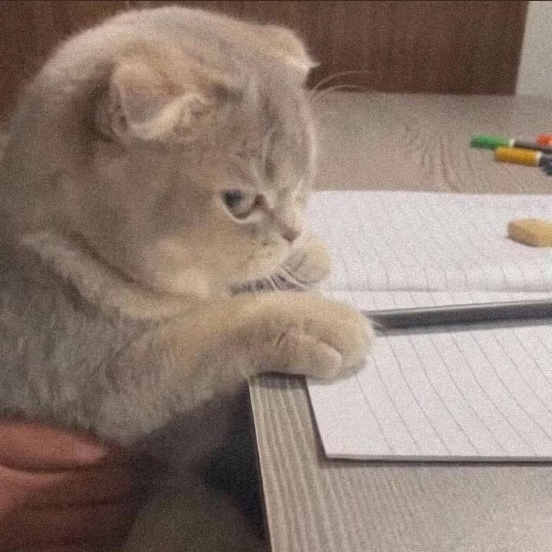 meme猫沫
