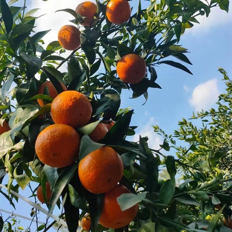 橙心橙意🍊