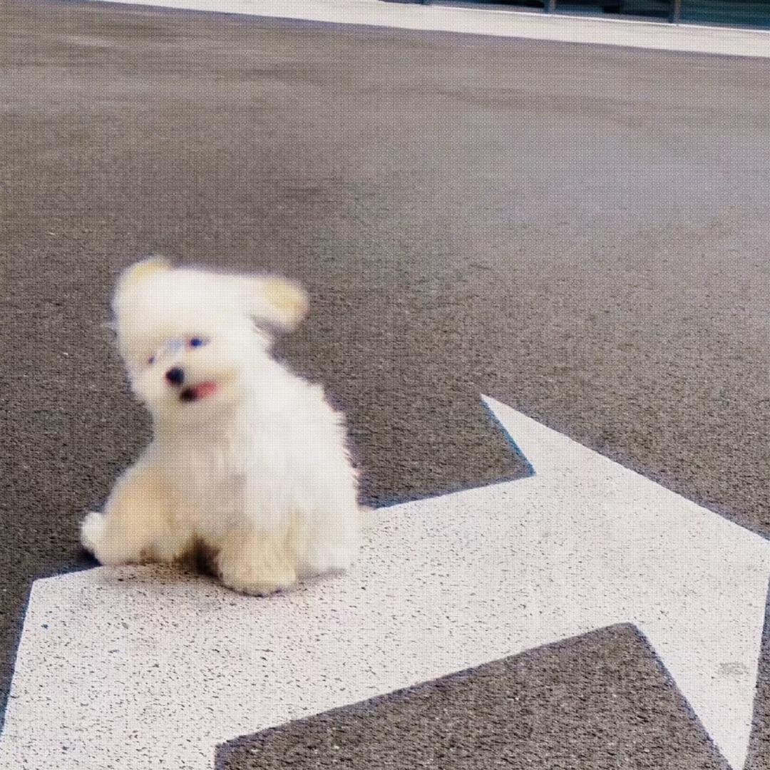 毛毛毛✨
