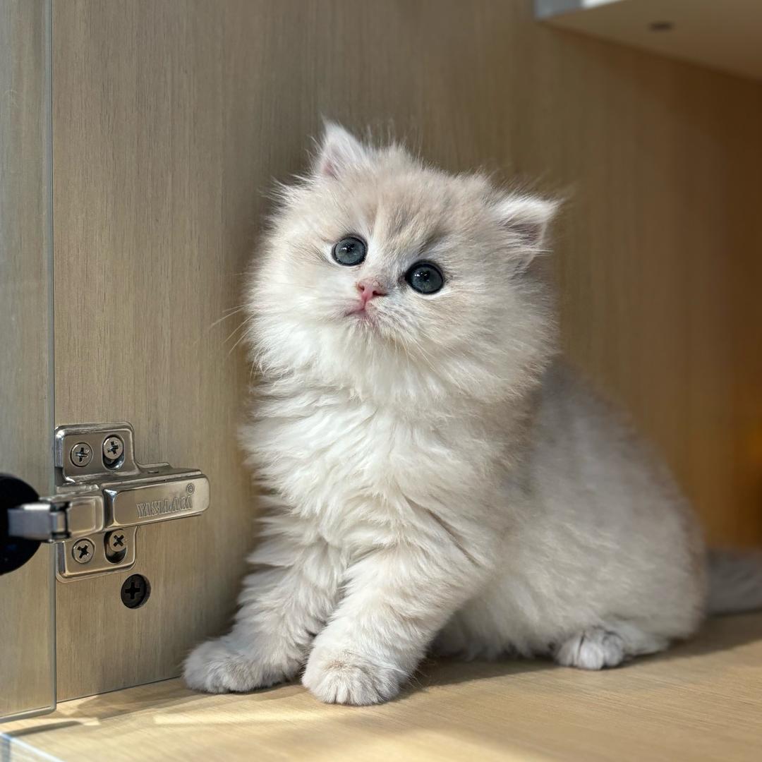 麦当当小猫Ⓜ️