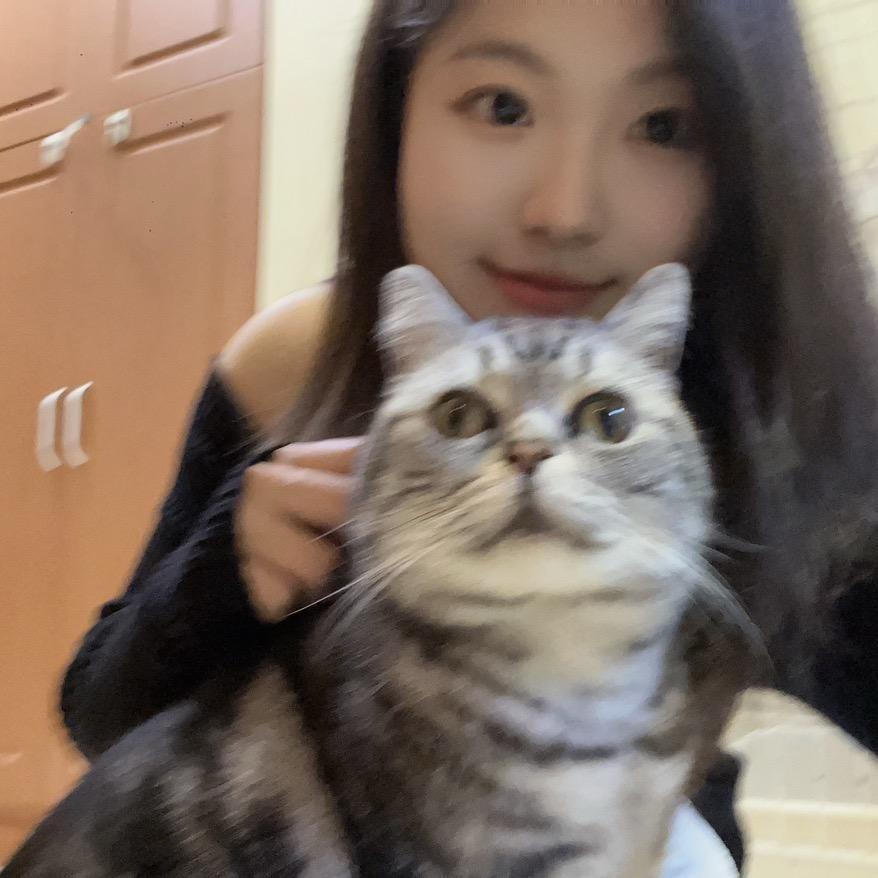 小猫当家