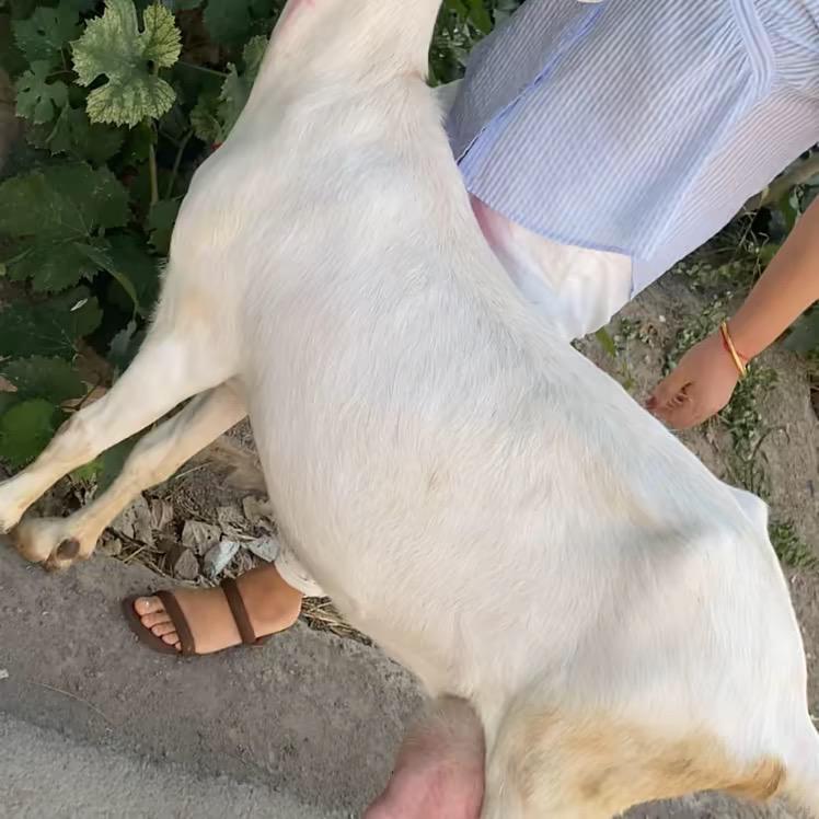 萨能奶山羊养殖基地，