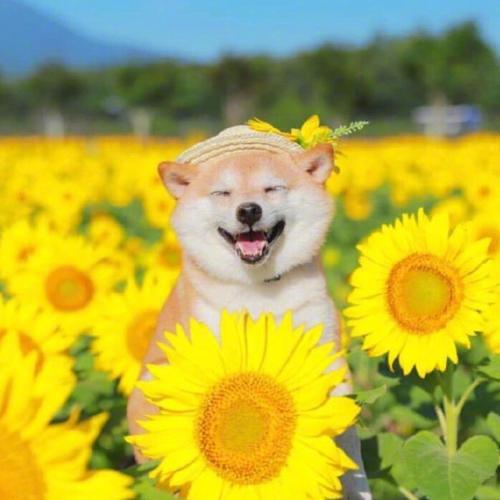 向日葵🌻