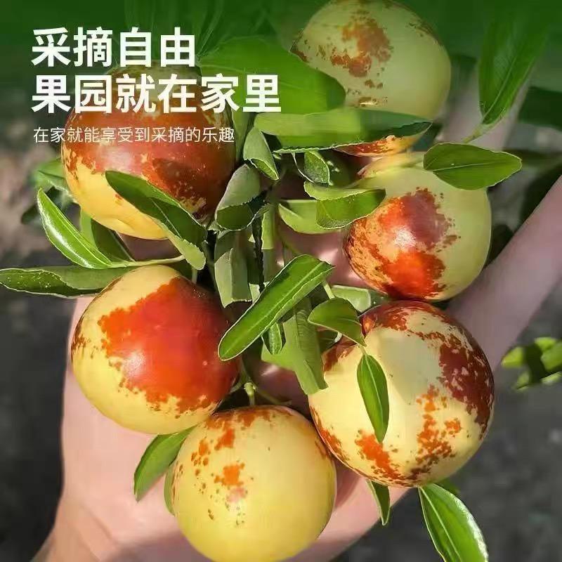 尚蔻慧见果树苗木专卖店