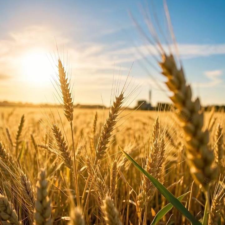 心选精选推荐官