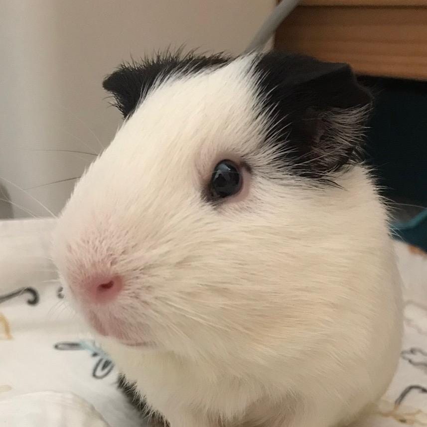 小梅子