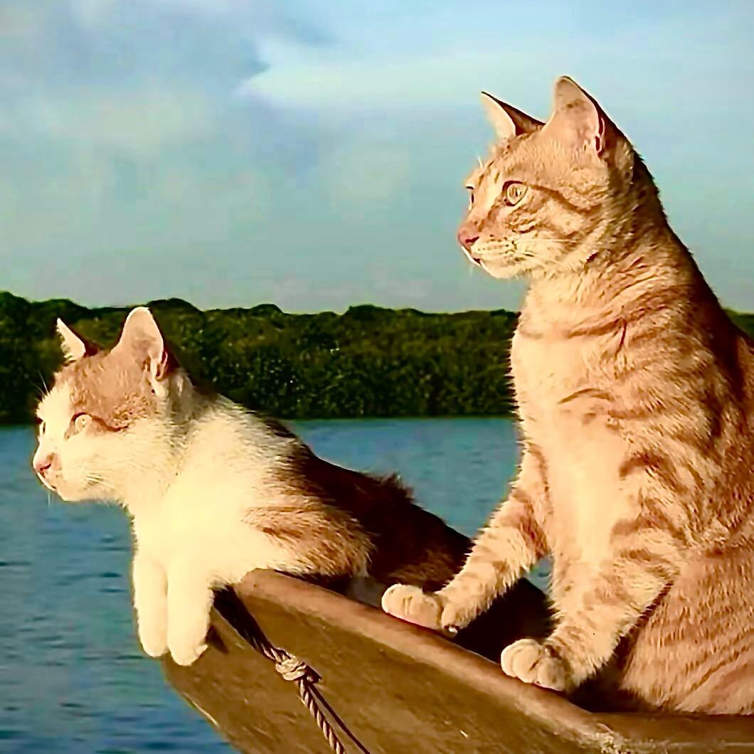 爱吃猫的鱼