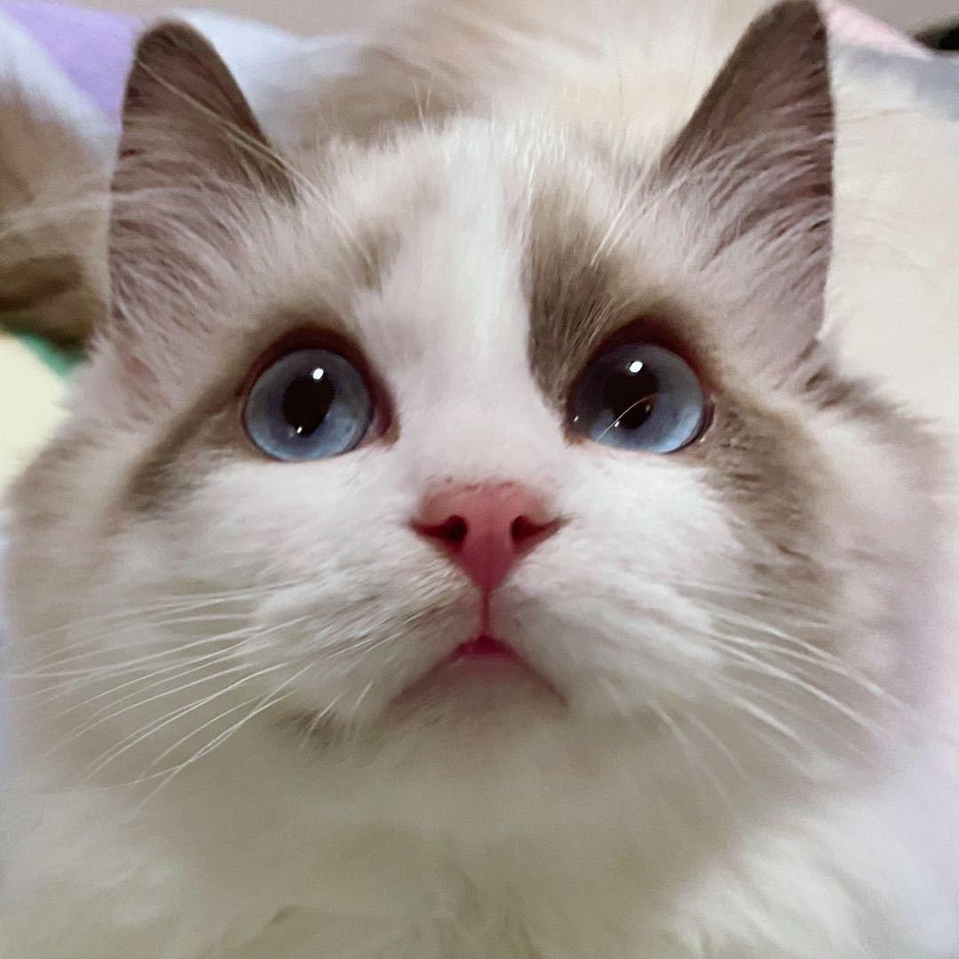 宝子是只布偶🐶