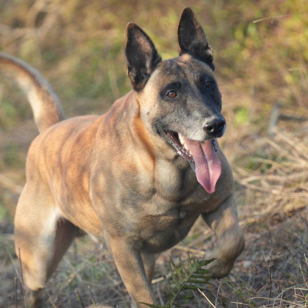 成都V8马犬