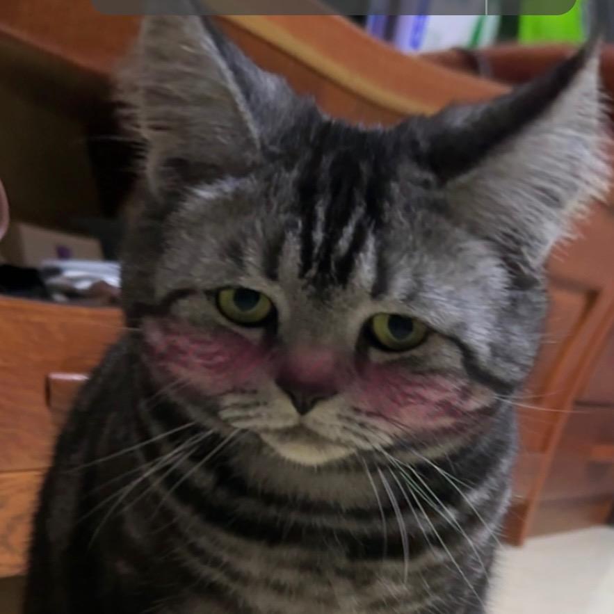 五香嘴大猫