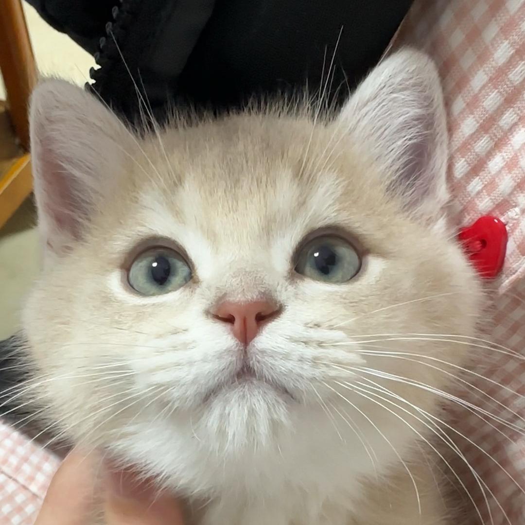 皮皮和来宝