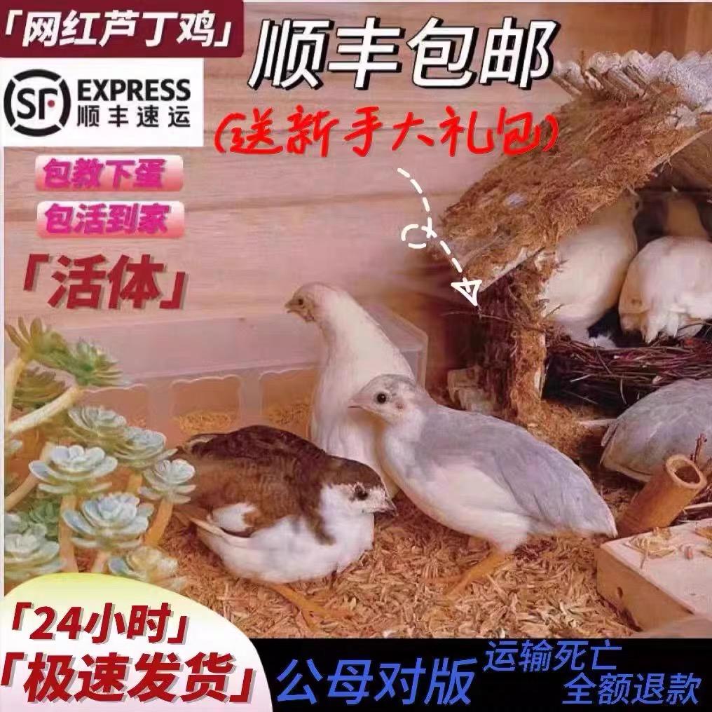 猪猪家芦丁鸡