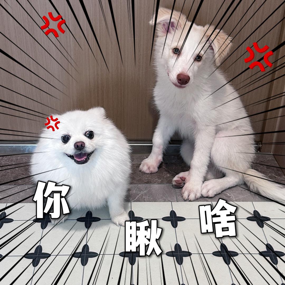 年糕糕糕子呀