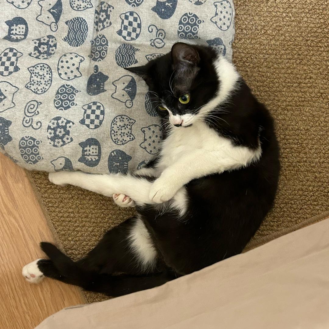 养猫院高级护工