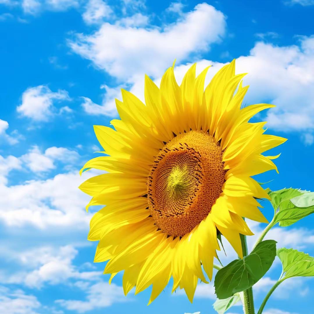 向日葵想谈恋爱