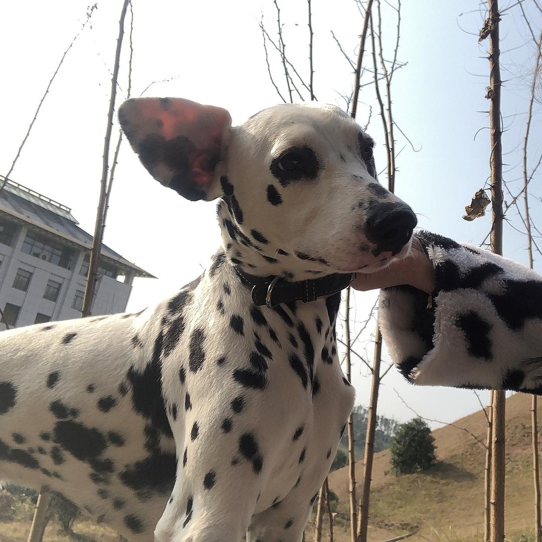 我有2个狗！！！