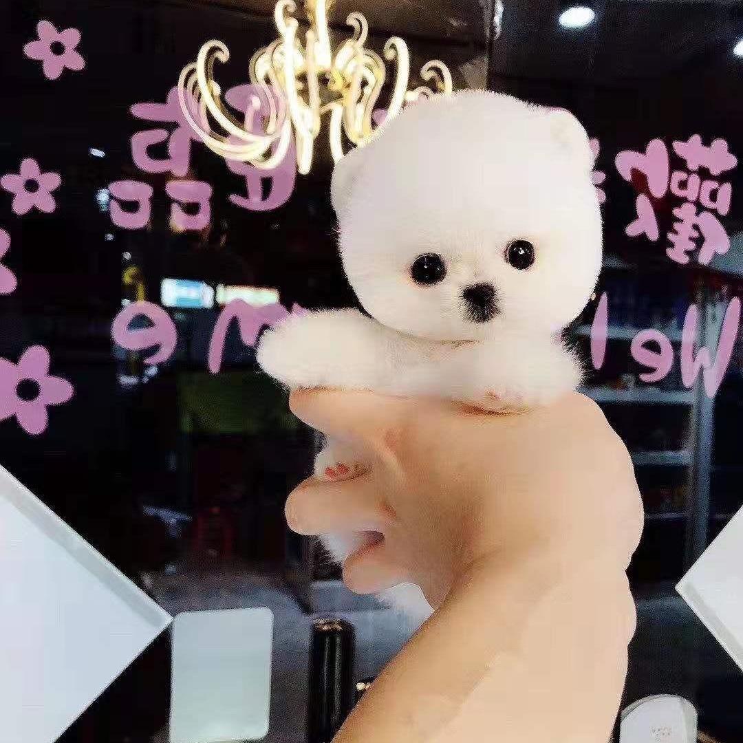 高端精品博美茶杯犬