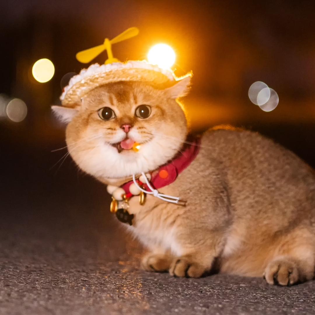阿图是两只猫📸