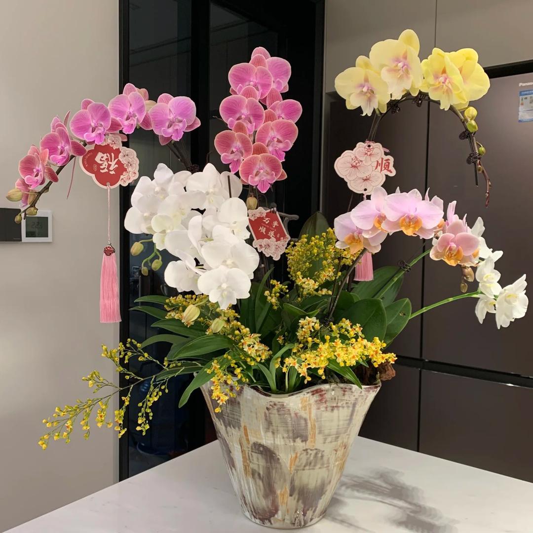 花之间蝴蝶兰园艺