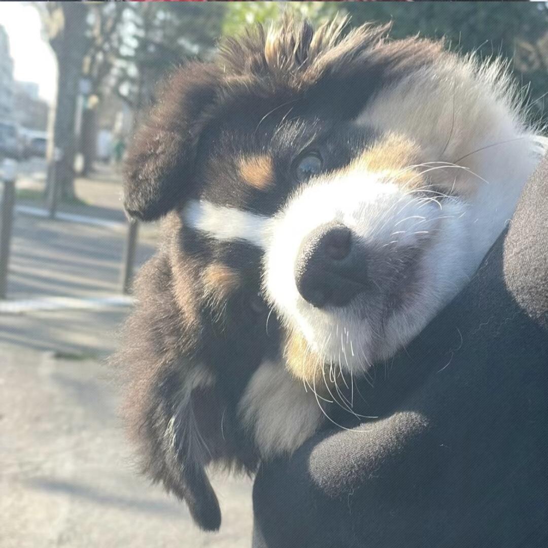 笨 蛋