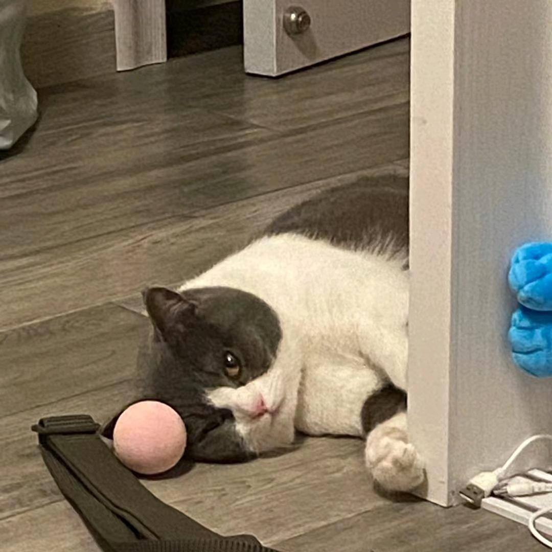 踢踢z