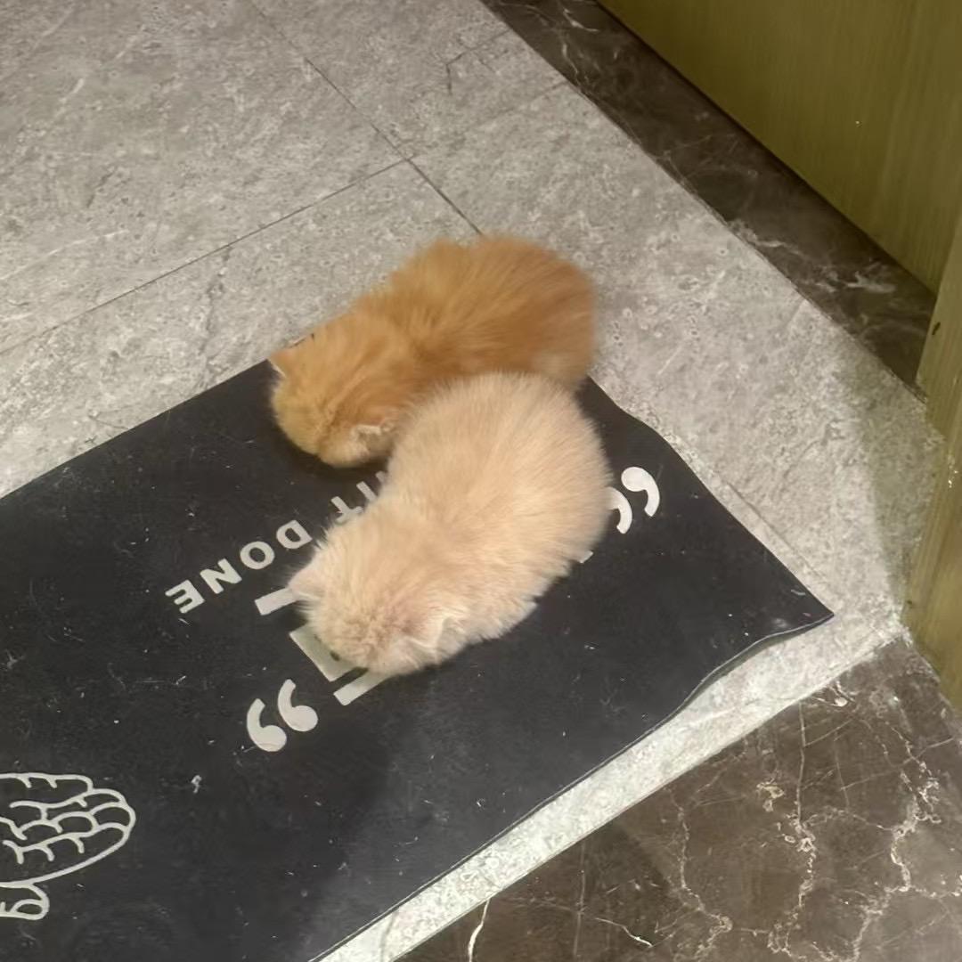 屿诺名猫宠物馆