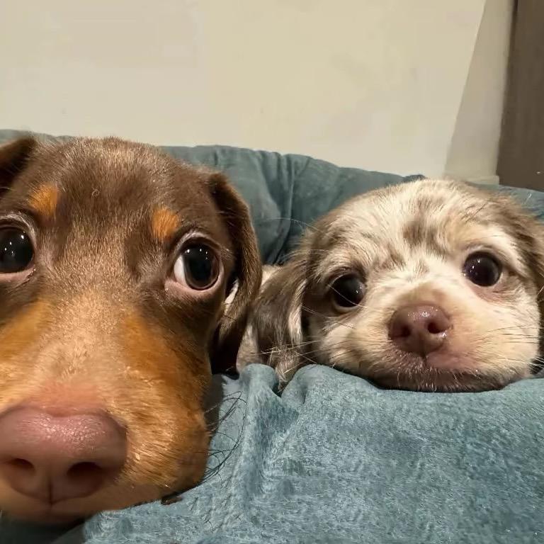 伊佳犬舍
