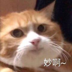 番茄是水果还是蔬菜