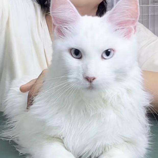 长久喜欢缅因猫🐱