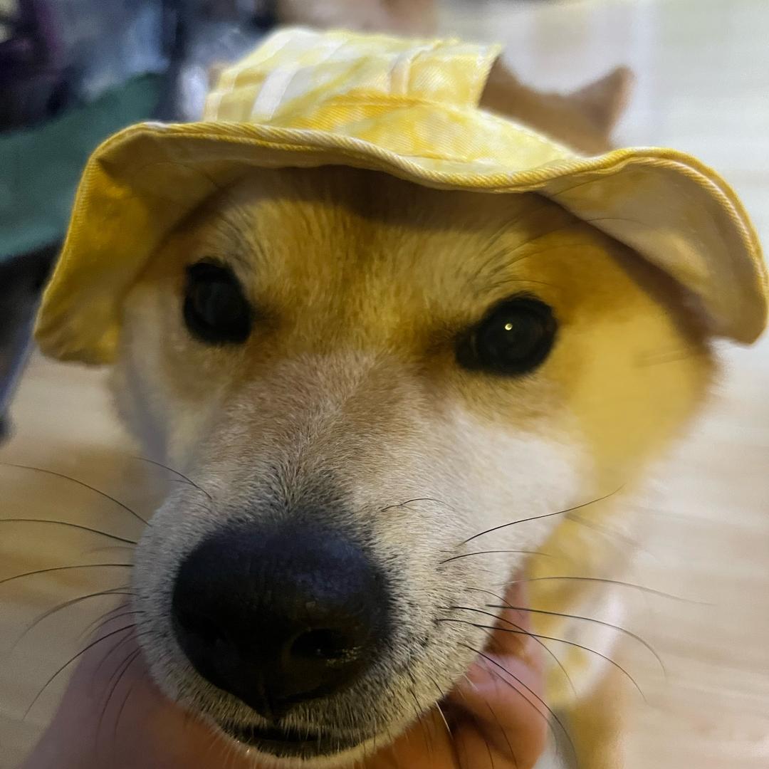 大哥不编程