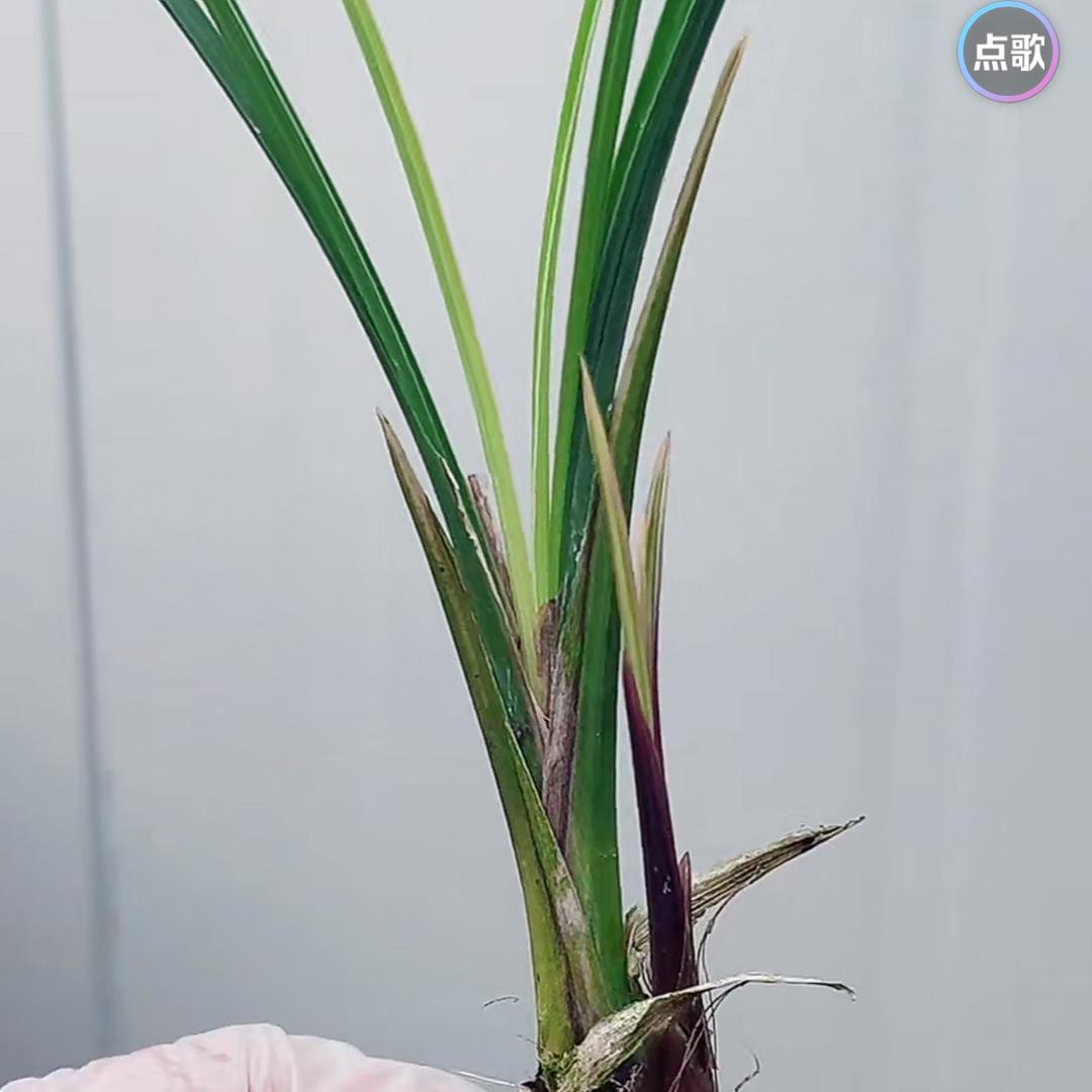 是胖胖吖