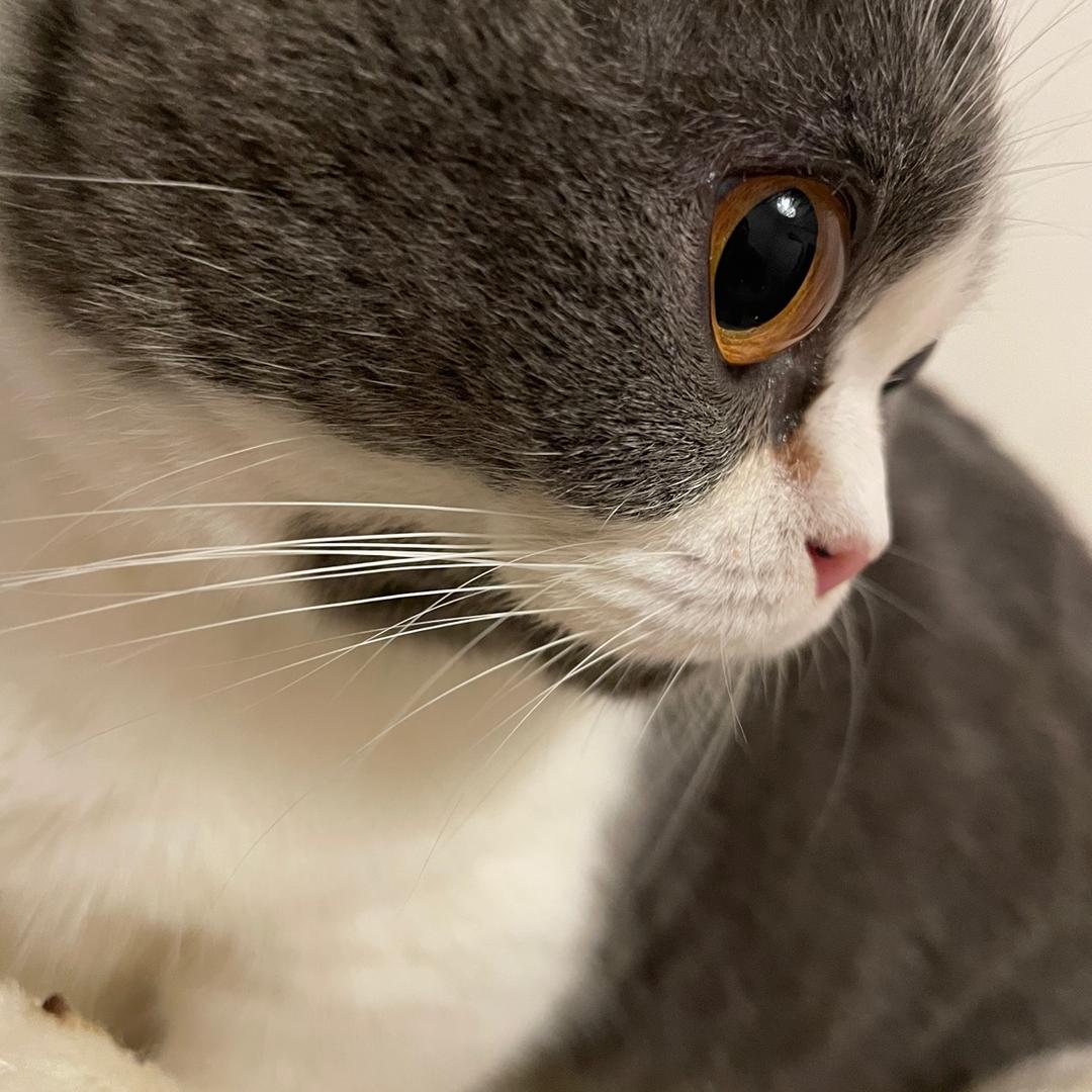 宠桃桃【猫砂工厂】