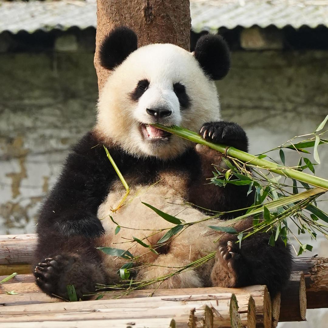 小丫逛重动