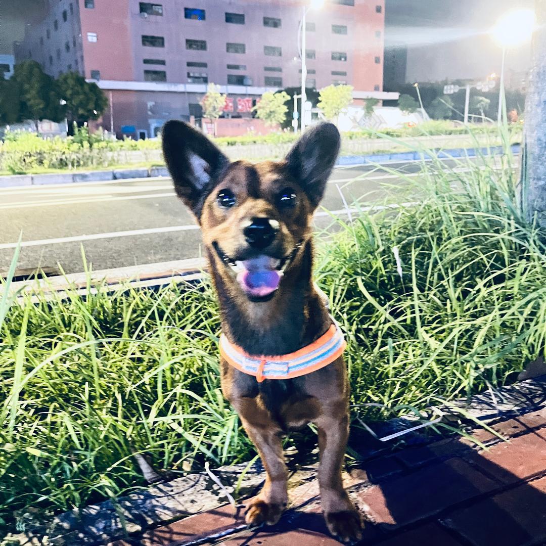 一只小甘蔗