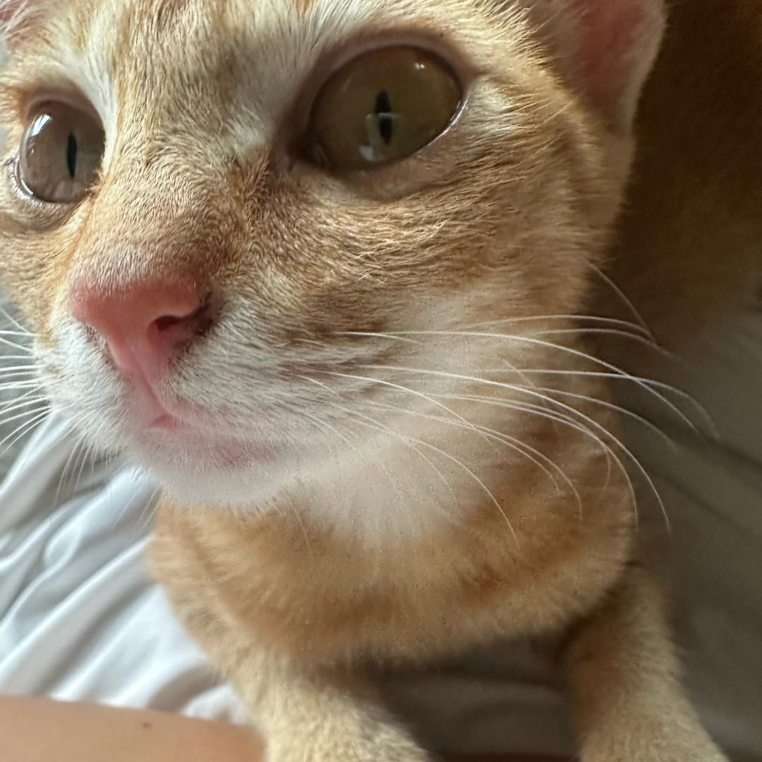 小綠