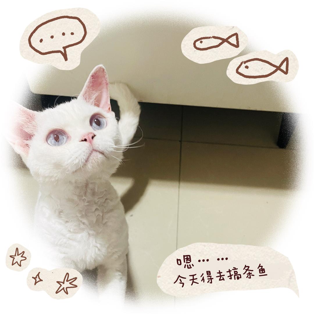 Shayla是个小坏蛋