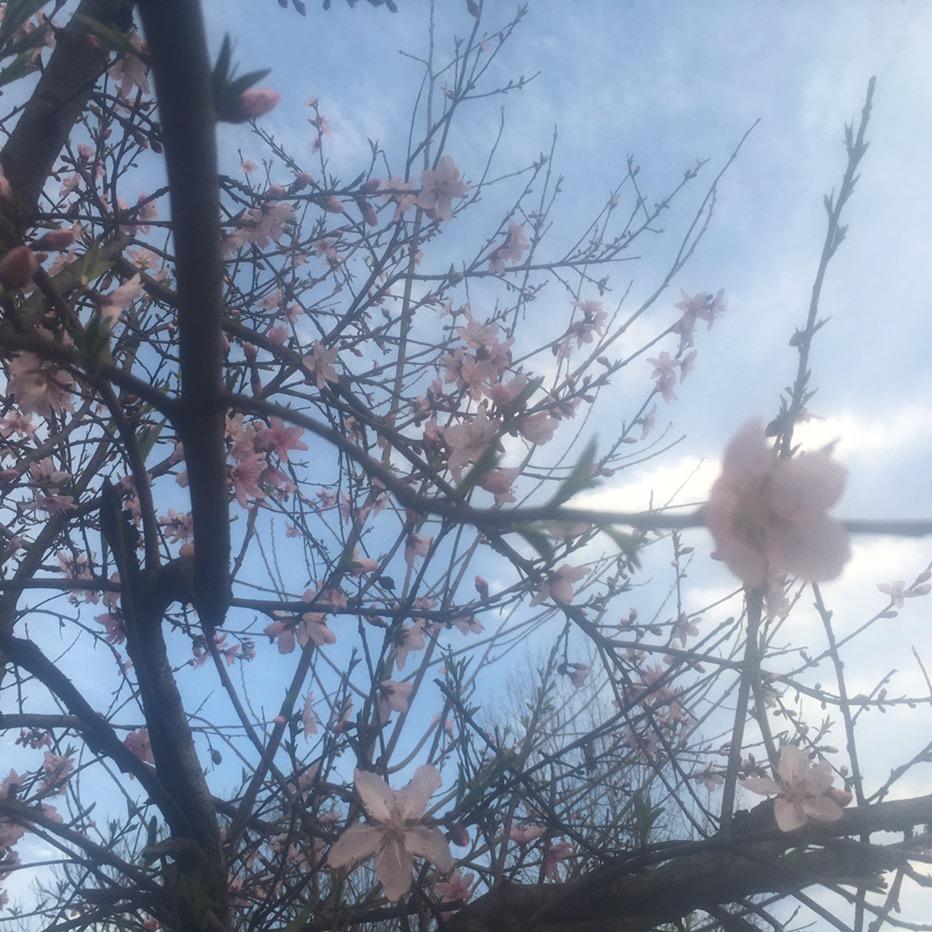 孤独的鹰